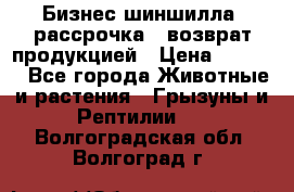 Бизнес шиншилла, рассрочка - возврат продукцией › Цена ­ 4 500 - Все города Животные и растения » Грызуны и Рептилии   . Волгоградская обл.,Волгоград г.